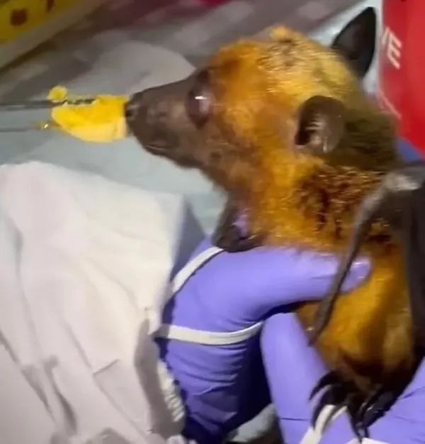 Covid-19’un kaynağı burası mı? İngiliz bilim adamı mağaradan görüntü paylaştı