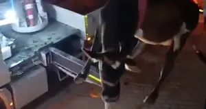 Evin damında çıkan inek mahsur kaldı!