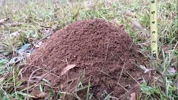 Karınca yuvasına döktü! Ortaya çıkan sonuç inanılmaz