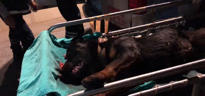 Tavuklarının telef olduğunu görünce dehşet saçtı! Köpeği öldürmekten beter hale getirdi