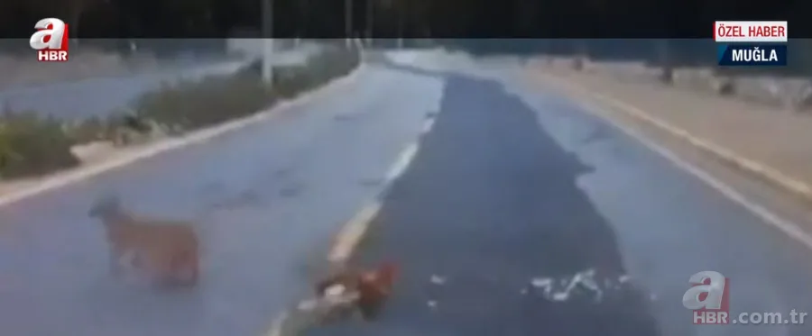 Ormanların gizemli hayvanı kara yolunda horoza saldırdı! Av hayali bakın nasıl hüsranla sonuçlandı? 5