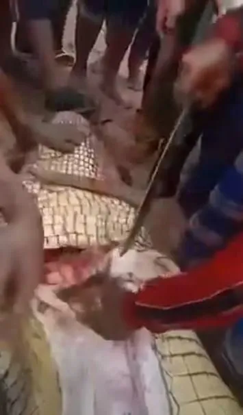 Timsahın karnından insan çıktı! Kan donduran anlar böyle görüntülendi...