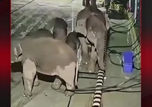 SİNİRİNİ BÖLYE ÇIKARDI