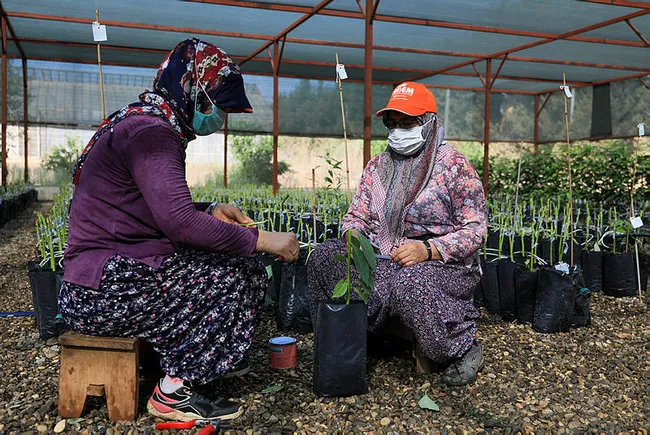 Avokado fidanı için geceden gelip sıraya giren var - 1