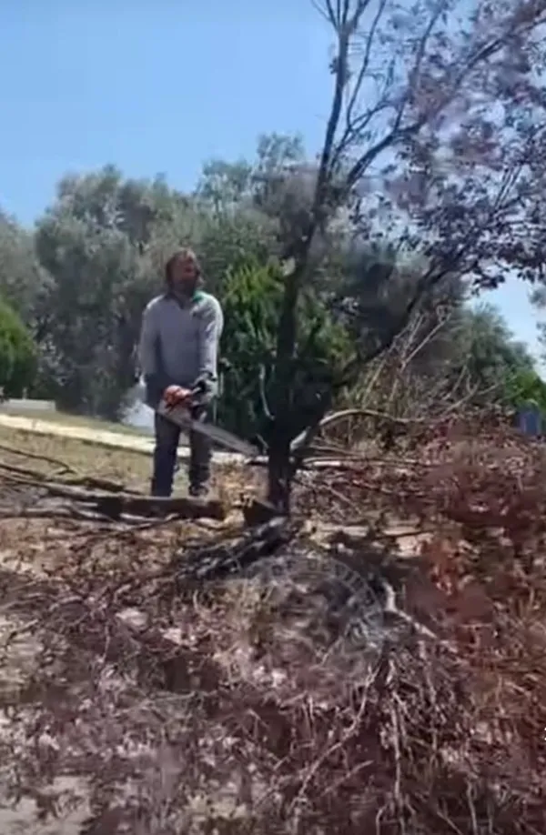 CHP'li Bornova Belediyesi'nden ağaç katliamı! Hani çevreciler neredesiniz? Bölge halkı isyanda: Allah sizi kahretsin - 2