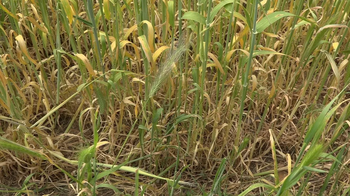 Edirne'de meralara sulamalı sistem!