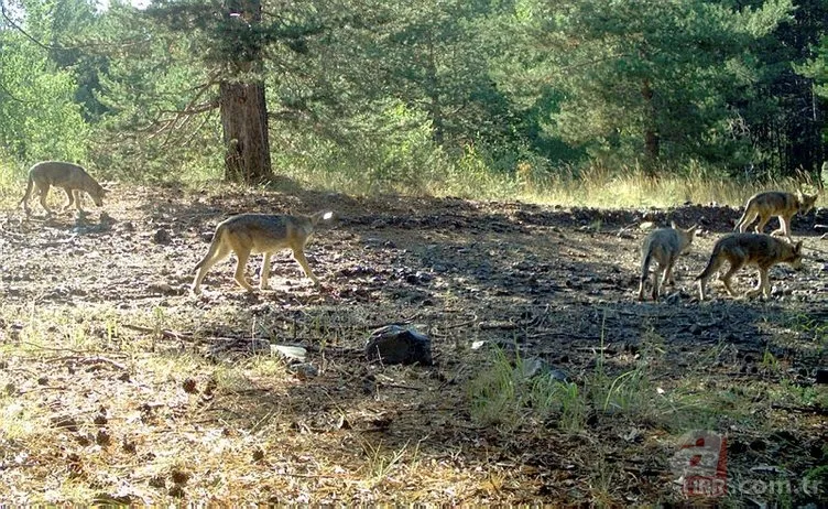 Son dakika: Türkiye'de ilk kez görüldü! Heyecanlandıran keşif! İşte yeni tür 22