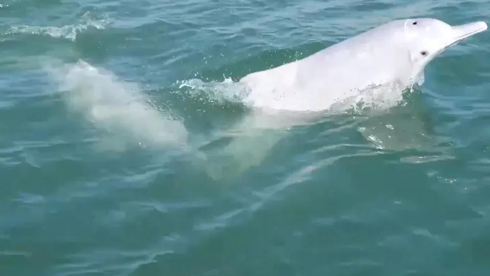 Nesli tükenmekte! Ender rastlanan beyaz yunuslar böyle görüntülendi
