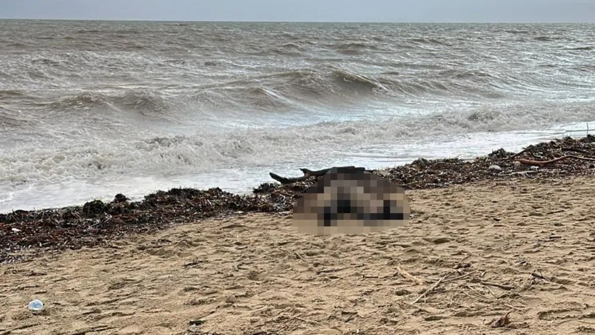 Dehşete düşüren manzara! Sahilde ceset bulundu