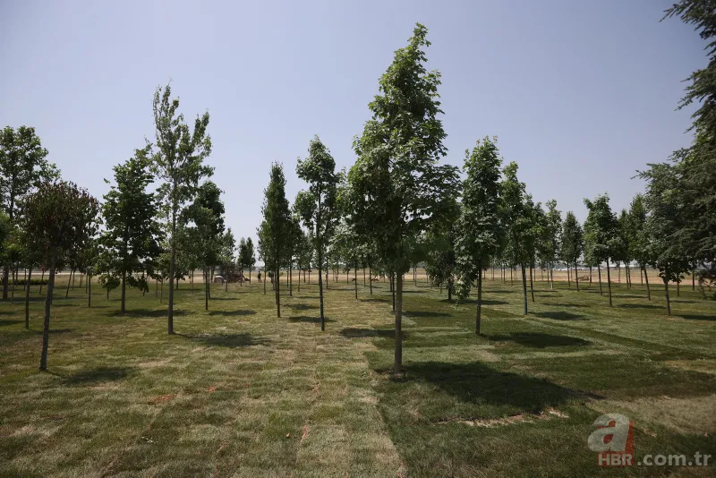 İstanbul’un fethinin 569. yılında Millet Bahçesi açılış töreni! Uzman isimler anlattı: Fatih Sultan Mehmet'in torunlarına da ancak bu yakışır 22