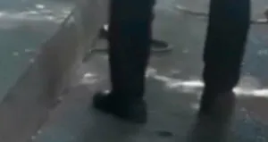 İETT otobüsünde yılan paniği