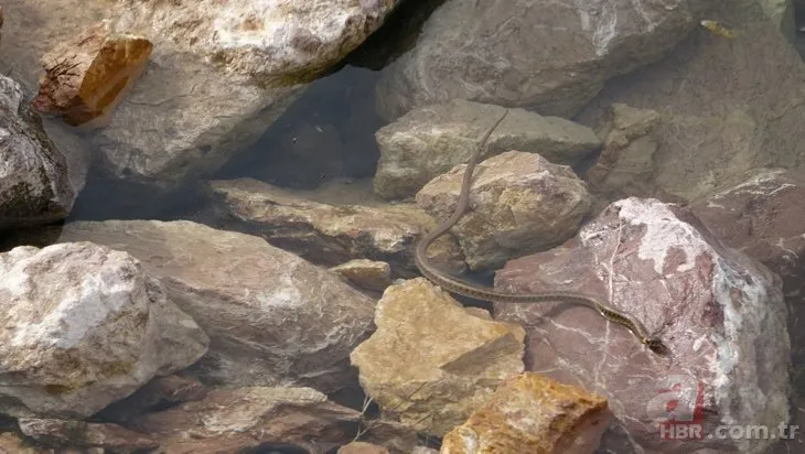 yilan adasi ni andiriyor burasi brezilya degil turkiye de bir il