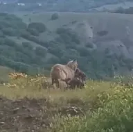 Kurt keçiyi böyle avladı 🐺🆚🐐