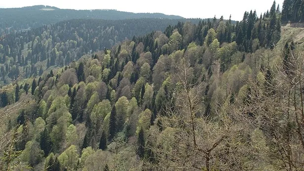 hangi-illerde-ormanlara-girisler-yasaklandi-piknik-semaver-kamp-atesi-ve-mangal-karari-son-durum-ne-1751183606629.jpg A Haber Foto Arşiv