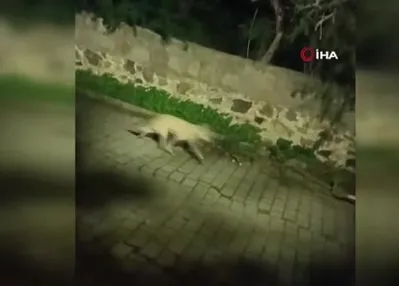 Bodrum’da kurt sürüsü görüntülendi