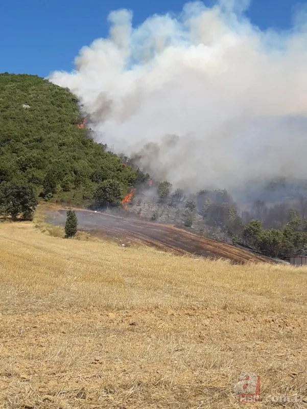 Bursa Yenişehir'de korkutan orman yangını! 4