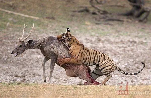 Dağ keçisinin zor anları! Hakkari'deki yoğun kar yağışı onları da olumsuz etkiledi 18