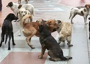 Başıboş köpekler için halkın nabzı tutuldu! Her iki kişiden biri sokak hayvanlarını tehlikeli buluyor