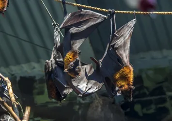 Hindistan'da Nipah virüsü salgını: 10 ölü
