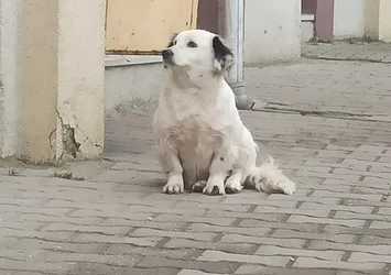 Düzce’de yavrusu çalınan köpek hayata küstü