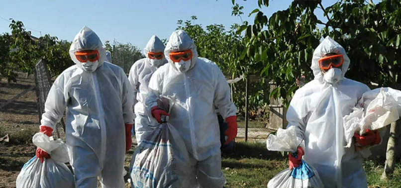 Kuş gribi kabusu geri döndü