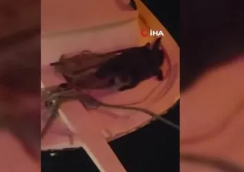 Sinop'ta iki su samuru görüldü