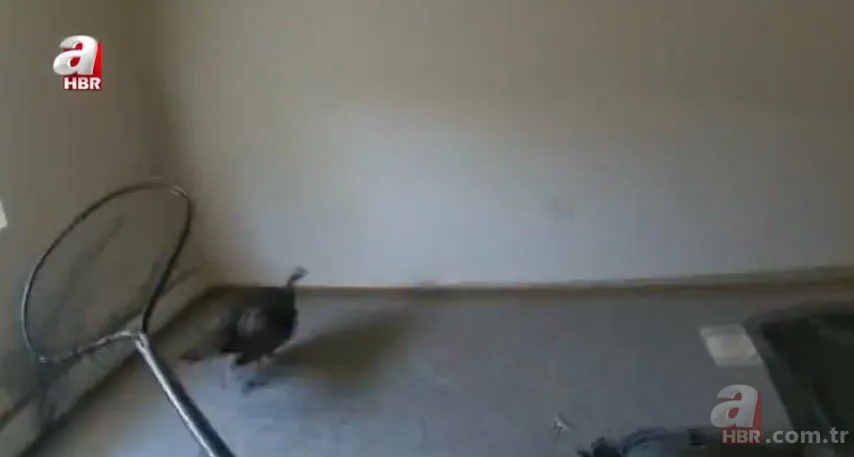 Eve giren firari vahşi hindi ortalığı birbirine kattı! ABD polisinden "özel hindi operasyonu" 7