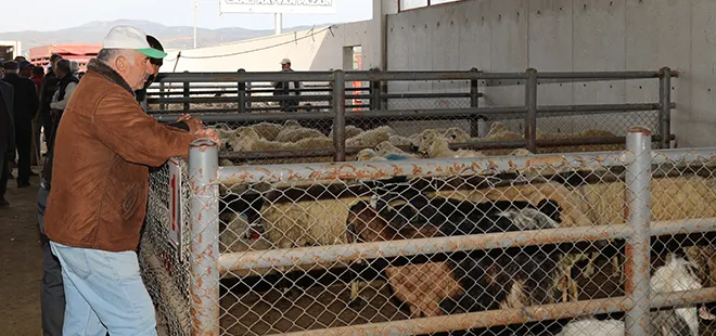 Kurban bayramına geri sayım başladı: İşte küçükbaş ve büyükbaş kurbanlık hayvan fiyatları...