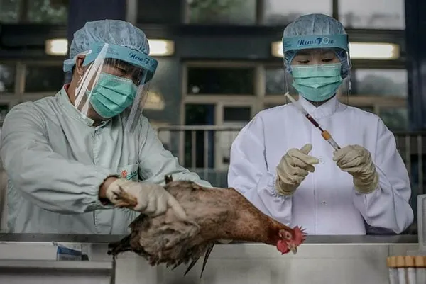 Son dakika: COVID-19 bitmeden bir diğeri başladı! Hindistan’da kuş gribi paniği - 3