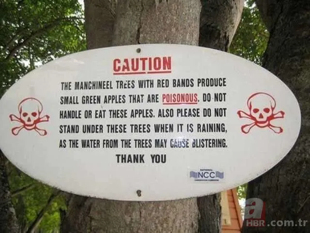 Dünyanın en ölümcül bitkileri 6