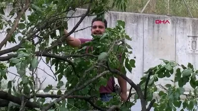 Lodos devirdi, vatandaşlar yere düşen dutları yedi