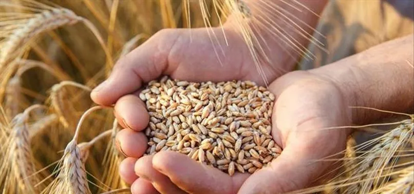 Rusya - Ukrayna savaşı hububat sıkıntısı yaşatacak mı? Tarım Bakanlığı duyurdu