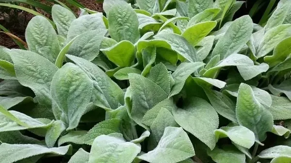 Doğada kendiliğinden yetişiyor! Yüzyıllar önce keşfedildi! Meğer en güçlü mikrop öldürücüymüş...