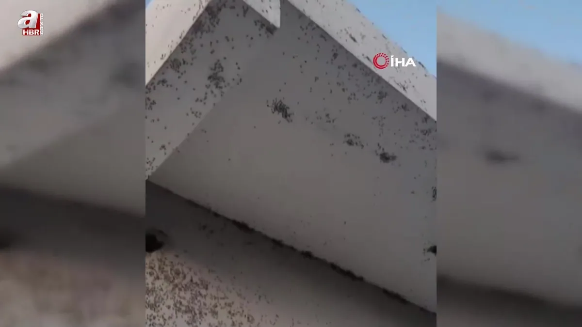 Evin dış cephesini sinekler istila etti