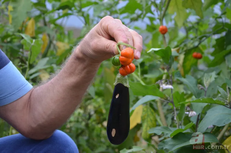 Yetiştirdiği çilek hayrete düşürdü! 45 günden fazla sürdü... Guinness Rekorlar Kitabı'na girdi 8