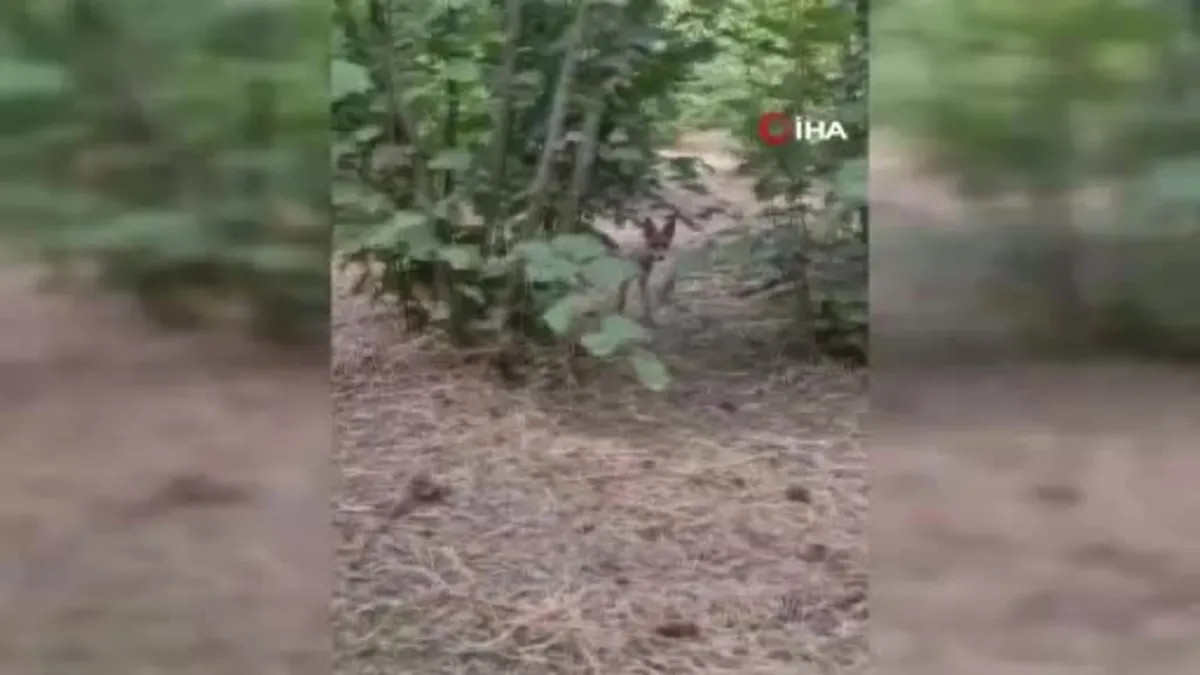 Yavru tilki ile bahçede sohbet etti