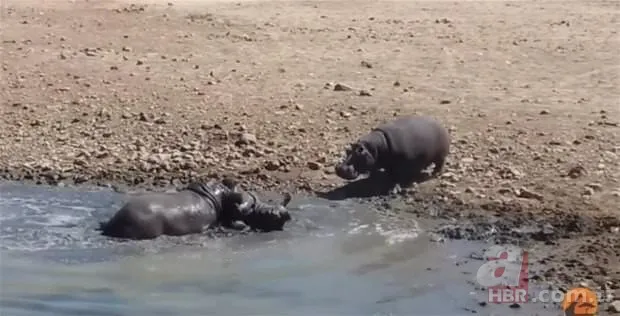 Hayvanlar dünyasından inanılmaz anlar 17