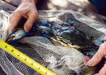 Ağlarını yırtan yengeçler ekmek kapıları oldu