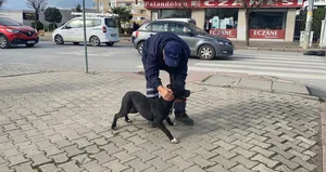 Başıboş dolaşan köpek okula daldı