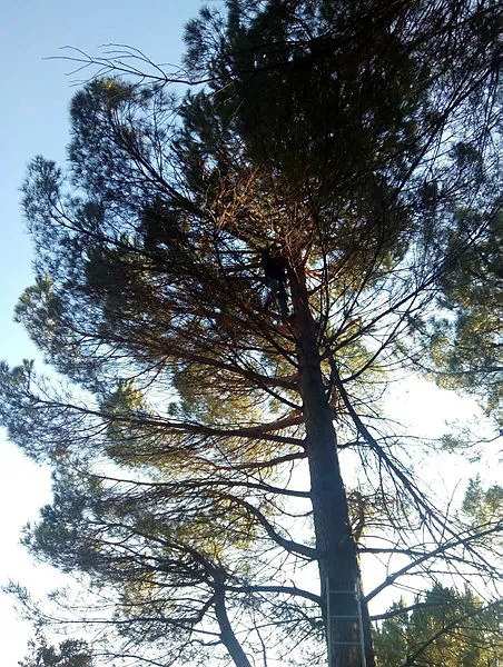 Çanakkale’de motosikletiyle gezerken fark ettiği çam fıstıkları geçim kaynağı oldu - 4