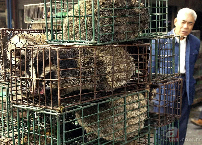 Çin’de ortaya çıkan ölümcül Corona virüsü nedir, belirtileri nelerdir? Türkiye’de görüldü mü? 16