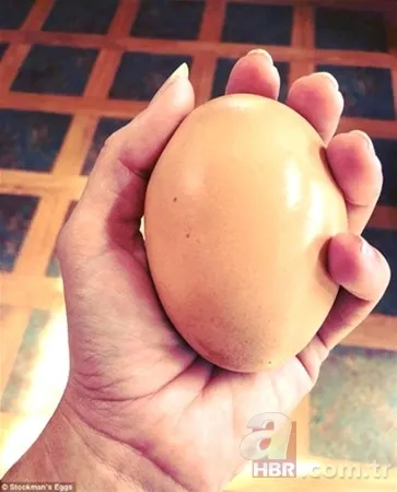 Kümese girdi başına talih kuşu kondu! Tavuğu servet yumurtladı 23