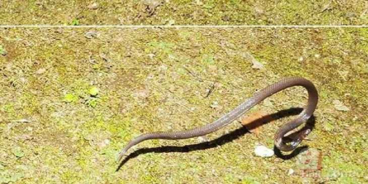Bilim dünyasını şaşırtan buluş! ’Benzersiz’ denilerek duyuruldu: Takla atan yılan