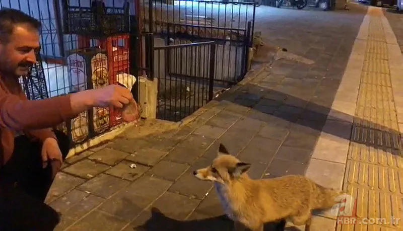 Sivas'ta şehre tilki indi! Sivas halkı tilkiyi köfteyle besledi 3