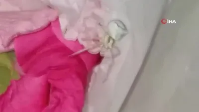 İnsan yüzlü örümceği kavanozda besliyor