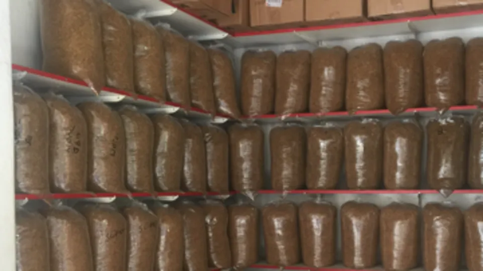 Kaçak sigara azaldı, sarma patladı!
