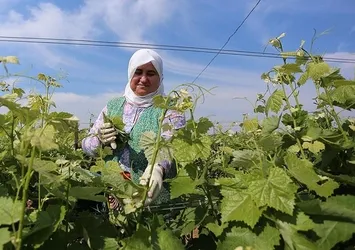Yapıncak asma yaprağının fiyatı şaşırtıyor