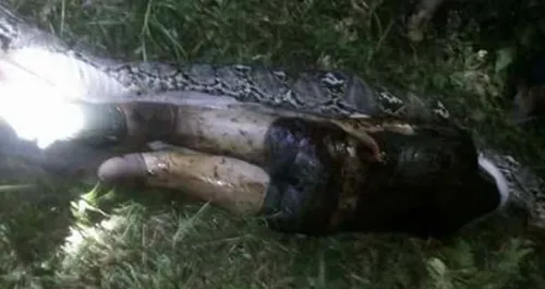 Endonezya'da 7 metrelik piton insan yuttu - 3