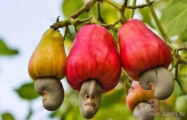 Patlıcan tohumu ekti hayatının şokunu yaşadı! Görenlerin ağzı açık kaldı... 20