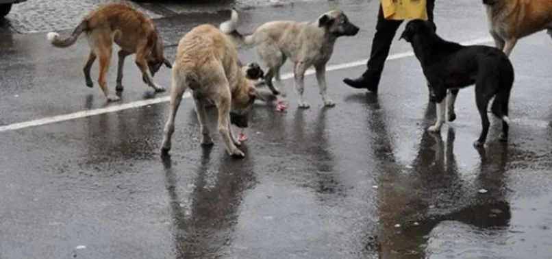 Ankara'da sokak köpeklerinin saldırısına uğrayan çocuk yaralandı